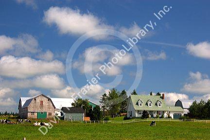 Farm and holstein cattle on Prince Edward Island, Canada.