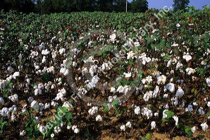 Cotton field in Georgia.