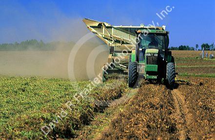 Peanut harvest in Georgia.