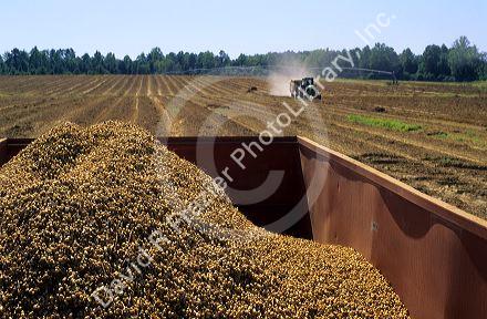 Peanut harvest in Georgia.