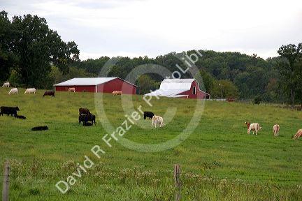 Cattle graze on a farm at Eminence, Missouri.