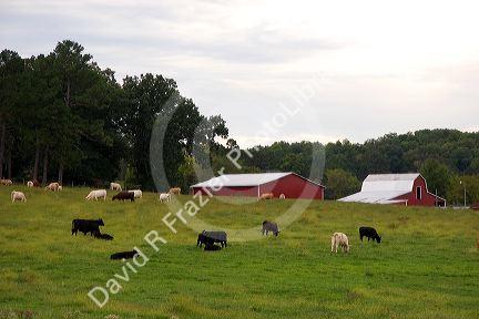 Cattle graze on a farm in Eminence, Missouri.