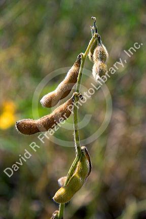 Soy beans.