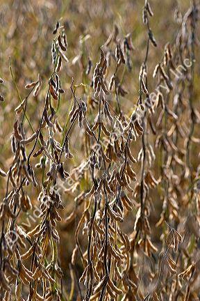 Soy bean plant.