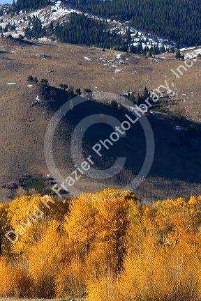 Autumn colors on cottonwood trees near Arlington, Wyoming.