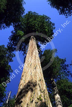 Redwood forest in Northern California.