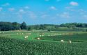 Soy beans and alfalfa grow on a Minnesota farm.
