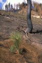 Ponderosa pine seedling in a burned area.