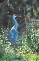 Sandhill crane.