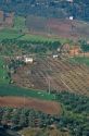 Olive groves near Espejo, Spain.