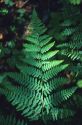 A fern in a forest in Oregon.