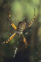 Garden Spider in a web.