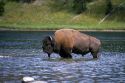 A buffalo in Yellowstone River, Wyoming.
