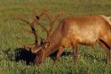 A elk grazing in Yellowstone National Park, Wyoming.