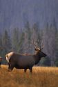 A elk grazing in Yellowstone National Park, Wyoming.