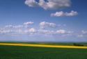 Rape seed and wheat crops in Pendleton, Oregon.