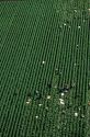 An aerial view of workers harvesting peppers in Florida.
