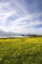 Pigeon Point Lighthouse near Half Moon Bay, California with a field of oxalis (sourgrass) flowers.