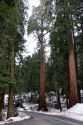 Giant redwood trees in Sequoia National Park, California.