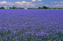 Blue flax seed crop in Idaho.