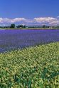 Blue flax and onion seed crop in Idaho.