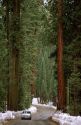 Giant redwood trees in Sequoia National Park, California.