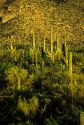 Saguaro National Monument near Tucson, Arizona.
