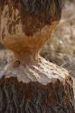 A tree that has been chewed on by a beaver.