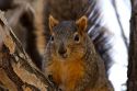 A fox squirrel sitting in a tree.