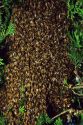 A swarm of honey bees.