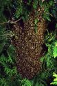 A swarm of honey bees.