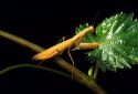 Praying mantis.