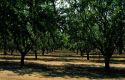 Almond grove in Central California.