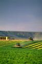 Swathers cutting alfalfa for hay in Grandview, Idaho.