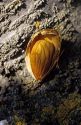 Ripe almond in Central California.