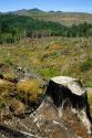 A tree stump remains from a fire while reforestation occurs around it east of Seaside, Oregon.