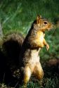 Squirrel.