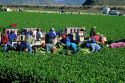 Migrant workers harvesting celery in Oxnard, California.