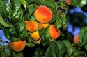 Peaches grow on the tree in California.