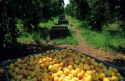 Peaches harvest in California.
