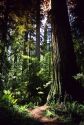 Redwood forest in Northern California.