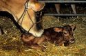 A cow with her newborn calf.
