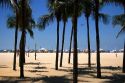 Palm trees on the Copacabana Beach in Rio de Janeiro, Brazil.