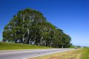 Highway and eucalyptus trees near Tamil, Argentina.