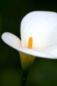 A white calla lily in Monterey, California.
