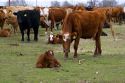 Cattle and their spring calves in a field, Idaho.