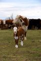 Cattle and their spring calves in a field, Idaho.