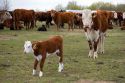 Cattle and their spring calves in a field, Idaho.