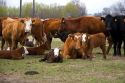 Cattle and their spring calves in a field, Idaho.