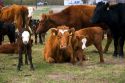 Cattle and their spring calves in a field, Idaho.